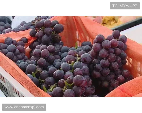 新葡萄娱乐城官网下载遇到问题怎么办，全面解决方案一站式服务